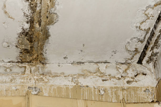 Best Mold Removal for HVAC Installations  in Dunkirk, NY